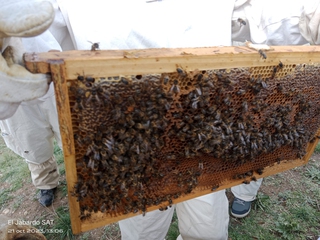 Apicultor por un día