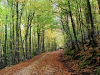 Ruta 4x4 Bosques Encantados