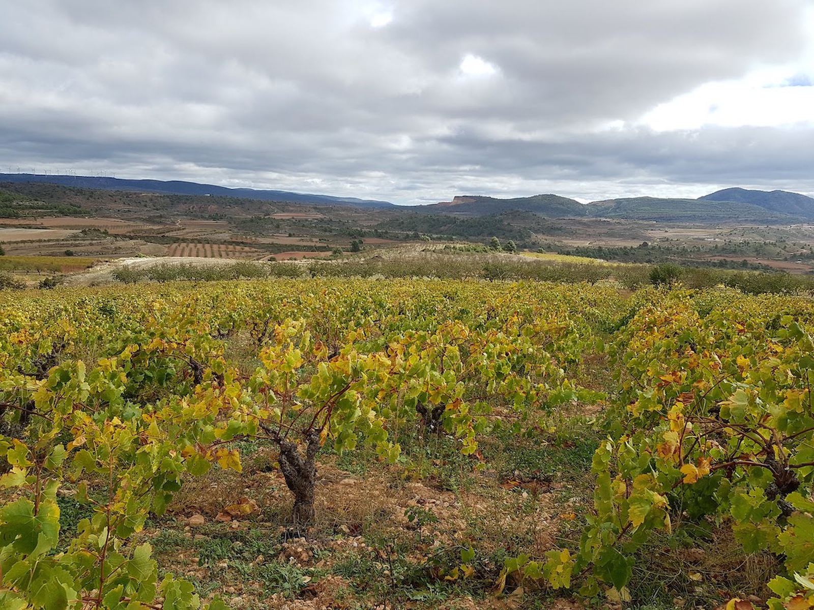 Visita Bodega y Cata en Baldovar 923