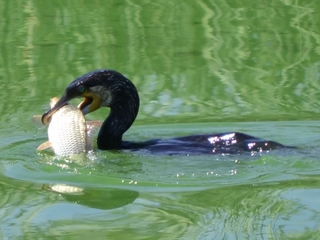 Ruta Ornitológica en el Embalse de Arrocampo