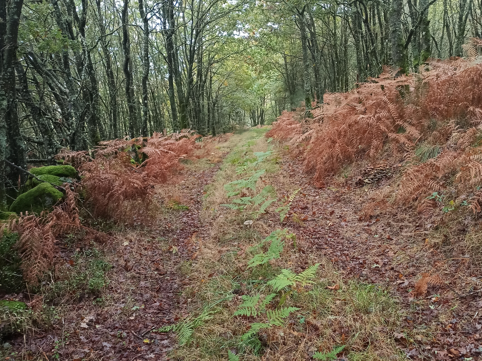 Camiño do Medio: Senderismo por Bosques Mágicos de la Ribeira Sacra