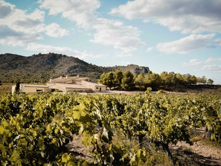Picnic entre viñedos - Finca Collado