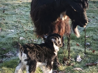 Granjeros por un día.