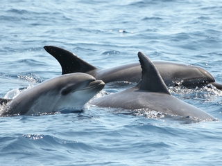 Ballenas y delfines en El Estrecho de Gibraltar