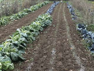 Granjeros por un día.