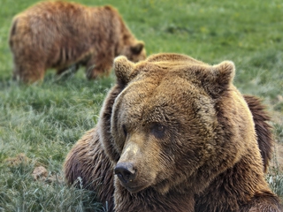 Descenso de la senda del oso en bicicleta