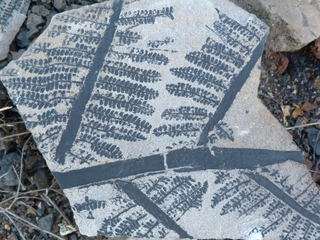 Vive la Experiencia del Carbonífero de Puertollano