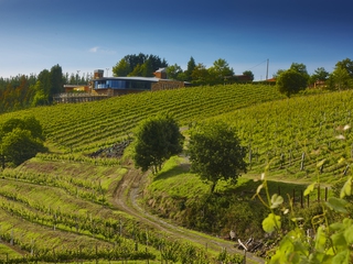 Visita Picoteo Bodega Berroja