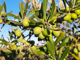 Visita guiada a olivar centenario y a la Almazara