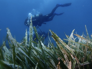 Bautizo de buceo y salidas