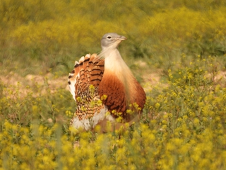 Observación de Aves en la Estepa Manchega, Toledo