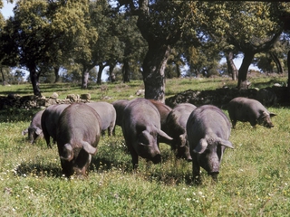 El Origen de Jamón Ibérico