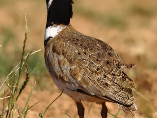 Observación de Aves en la Estepa Manchega, Toledo