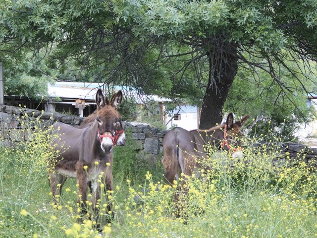 Actividad Familiar con nuestros Burritos - Mataelpino