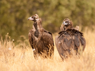Ruta 4x4 Observación de Aves en Monfragüe