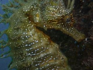 Inmersiones desde Costa o Barco