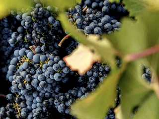 Visita a bodega, con cata y aperitivo