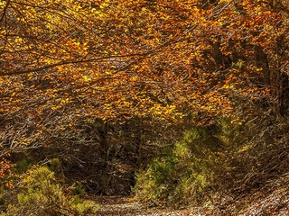 Bosque de Sigüenza en otoño, Guadalajara