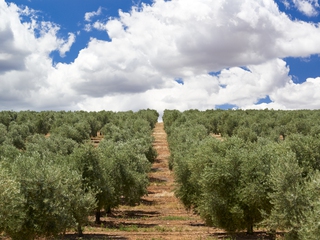 Olivar de La Finca La Pontezuela, Toledo