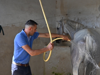 Clases de equitación con jinete profesional