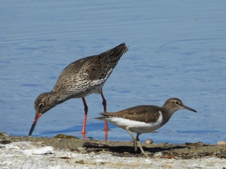 Observación de Aves en la Reserva de la Biosfera "Humedales de La Mancha", Toledo