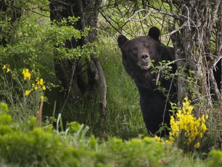 Avistamiento de osos