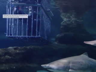 Bucear en jaula con tiburones en el Aquarium Costa de Almería