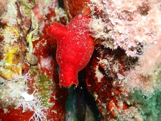 Snorkeling en Cabo de Gata