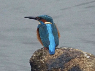 Ruta Ornitológica y Observación de Fauna a través de las dehesas de Cáparra-Ambroz