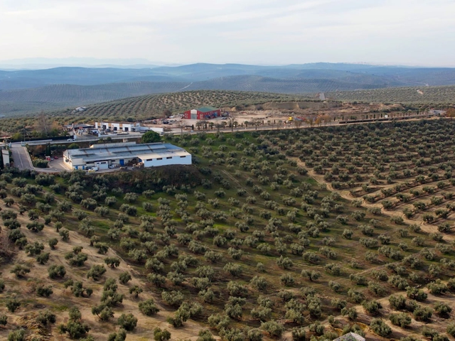 Experiencia Completa La Biodiversa: Olivar Centenario, Cata de AOVE y Visita Cultural a Arjona