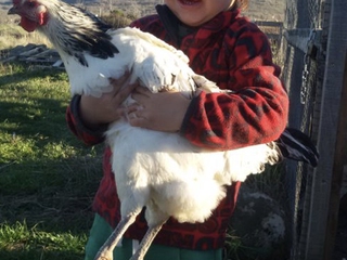 Huerto y Gallinero familiar ecológico