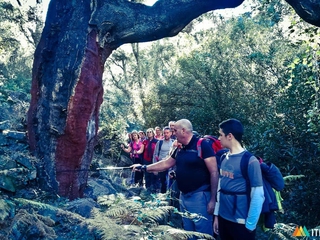 La Selva Mediterránea de Espadán