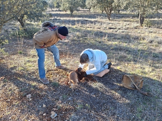 Salida para buscar trufa negra con perro adiestrado