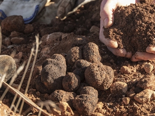 Trufiturismo - Conoce el Turismo de la Trufa