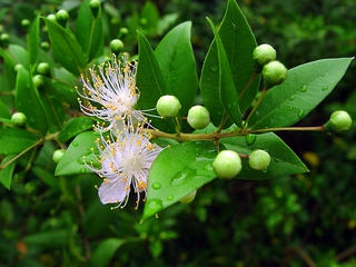 Jardí Botànic Marimurtra