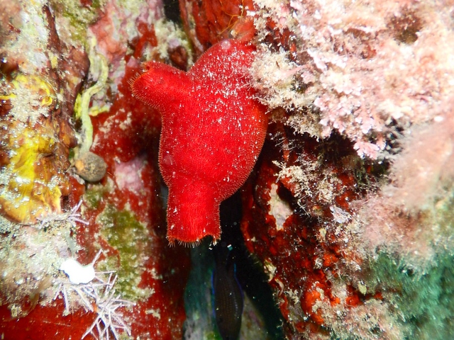 Snorkeling en Cabo de Gata