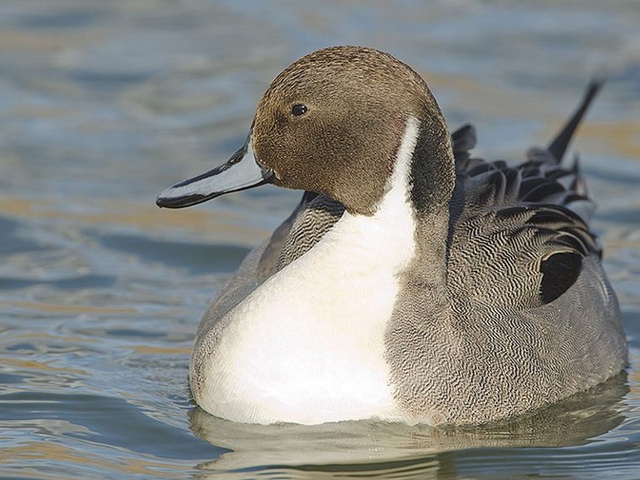 Birding La Mancha
