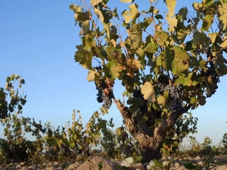 Visita guiada a La Purísima Bodegas + cata de 2 vinos + aperitivo