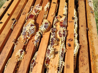 Apicultor por un día - Veneros de Caso