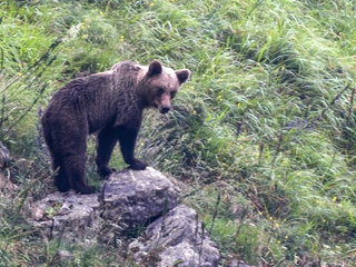 Avistamiento de osos