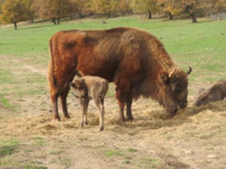 bisonte y su bebe