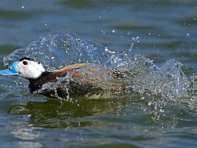 Visita interpretada a Villacañas y Humedales de La Mancha, Toledo