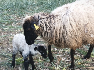 Granjeros por un día.