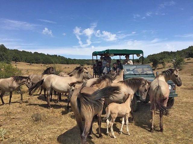 Safari Paleolítico en Jeep o Vagón