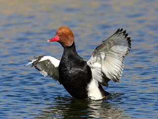 Visita interpretada a Villacañas y Humedales de La Mancha, Toledo