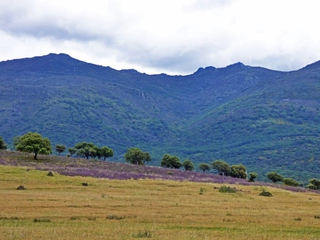 Ruta Ornitológica y Observación de Fauna a través de las dehesas de Cáparra-Ambroz