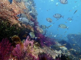 Inmersión con equipo autónomo