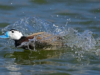 Visita interpretada a Villacañas y Humedales de La Mancha, Toledo