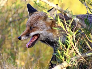 Ruta Ornitológic y Observación de Fauna en el Parque Nacional de Monfragüe