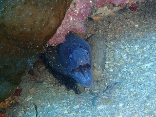 Salidas de Snorkel con equipo